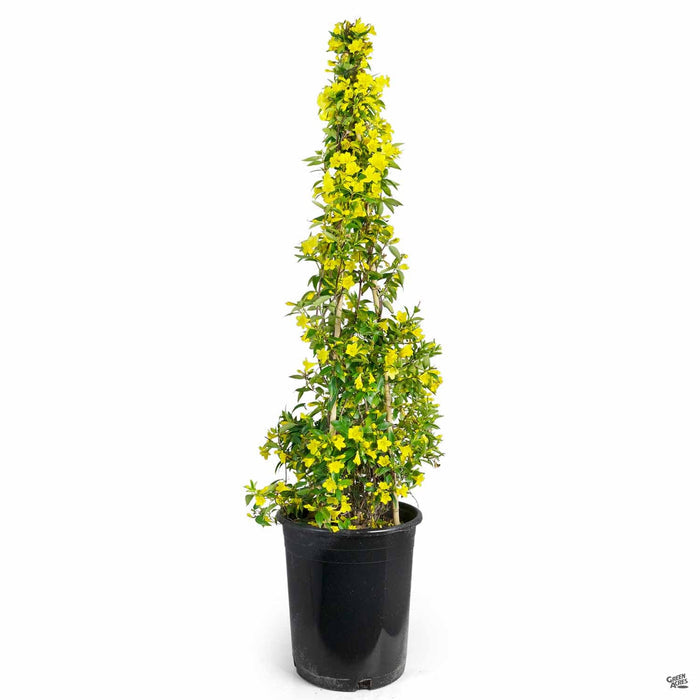 Carolina Jessamine 5 gallon