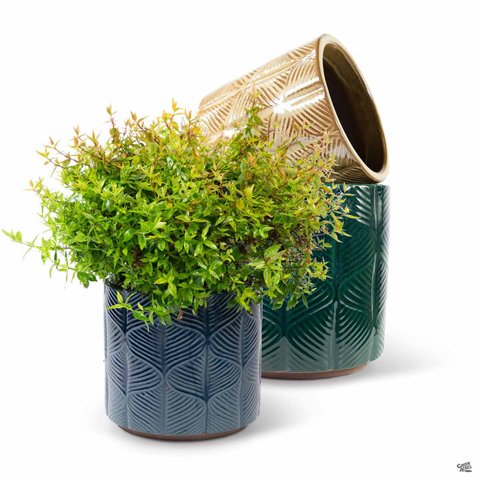 Cascades Cylinder Pots with Plant