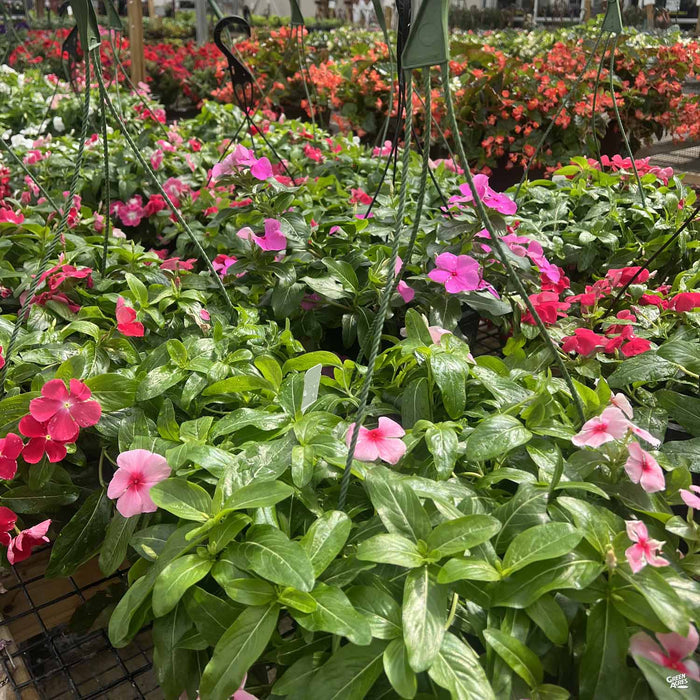 Cascading Vinca