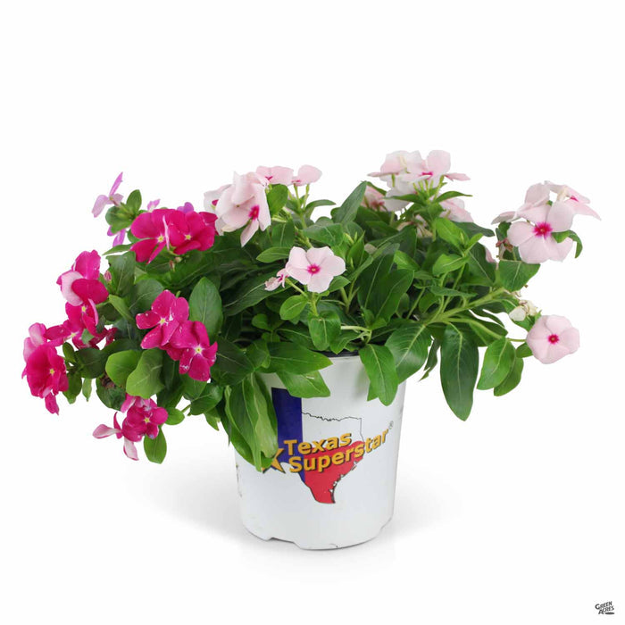 Cascading Vinca 1 gallon