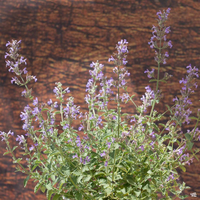 Catmint Walker's Low