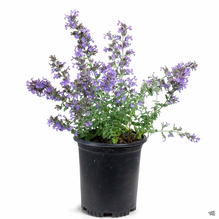 Catmint 'Walker's Low' 1 gallon