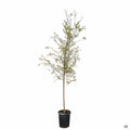 Cedar Elm 15 gallon
