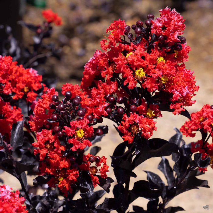 Crape Myrtle 'Center Stage'