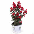 Crape Myrtle 'Center Stage' 03T