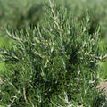 Rosemary 'Chef's Choice'