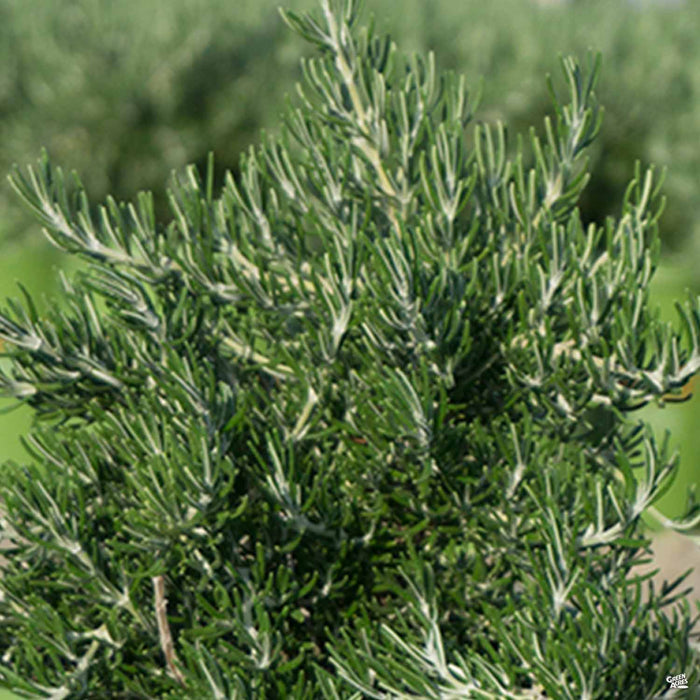 Rosemary 'Chef's Choice'