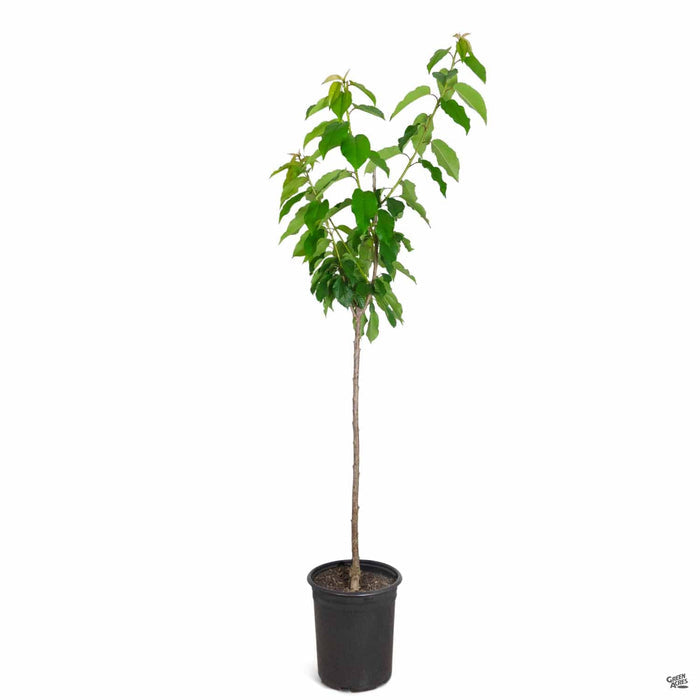Cherry 'Bing' in 5 gal pot