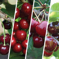 Cherry Multi-Graft Combo Number 1