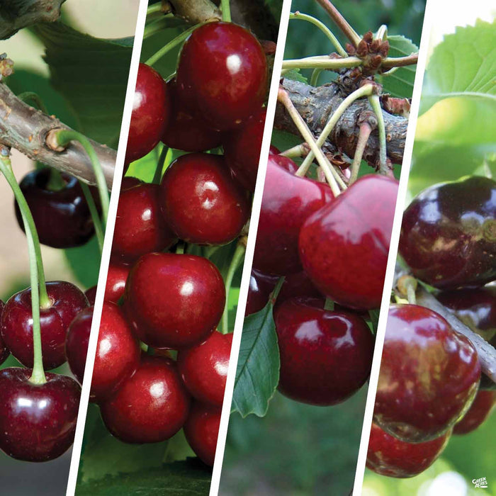 Cherry Multi-Graft Combo Number 1