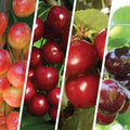 Cherry Multi-Graft Combo Number 3