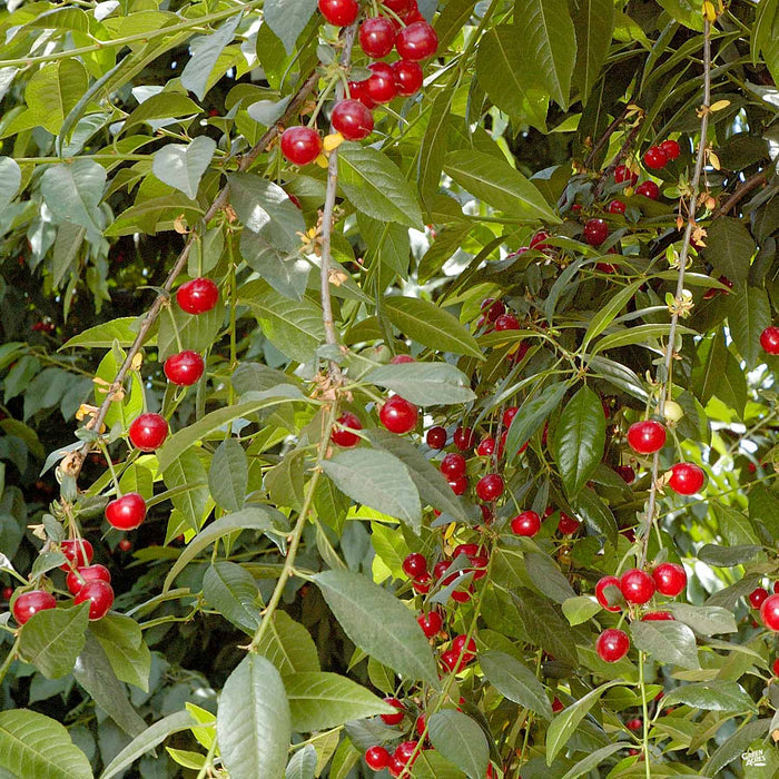 Cherry 'North Star Sour'