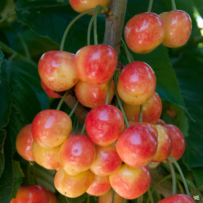 Cherry 'Royal Rainier'