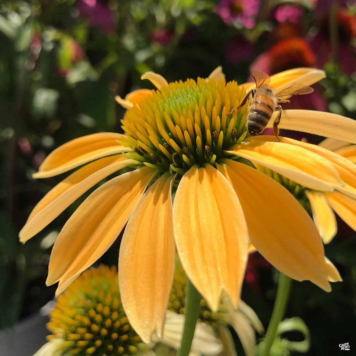Coneflower 'Cheyenne Spirit'