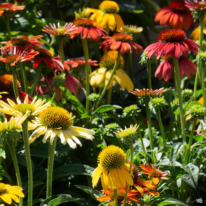 Cheyenne Spirit Coneflower
