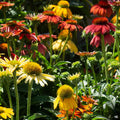 Cheyenne Spirit Coneflower