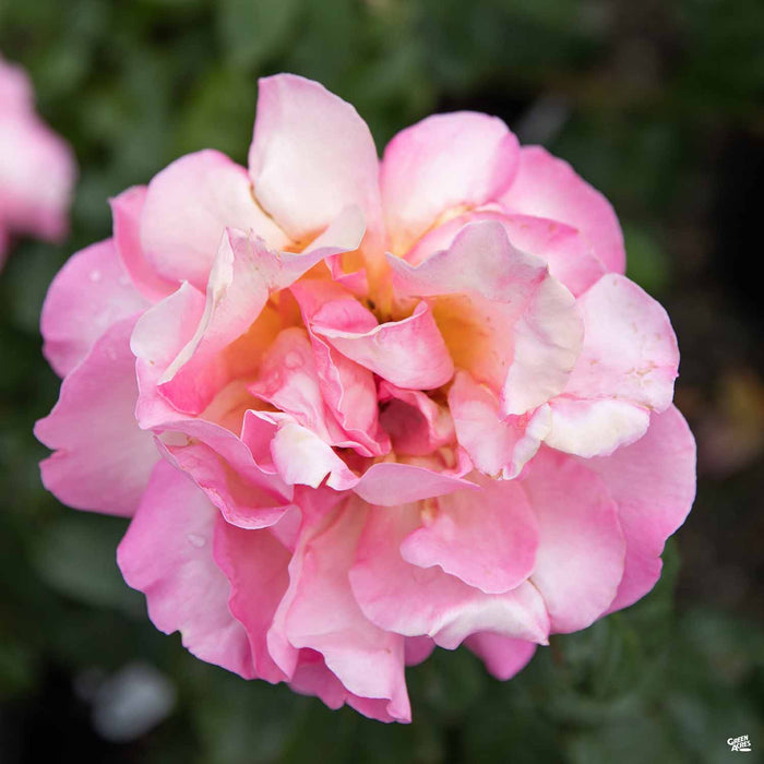 Chicago Peace Hybrid Tea Rose