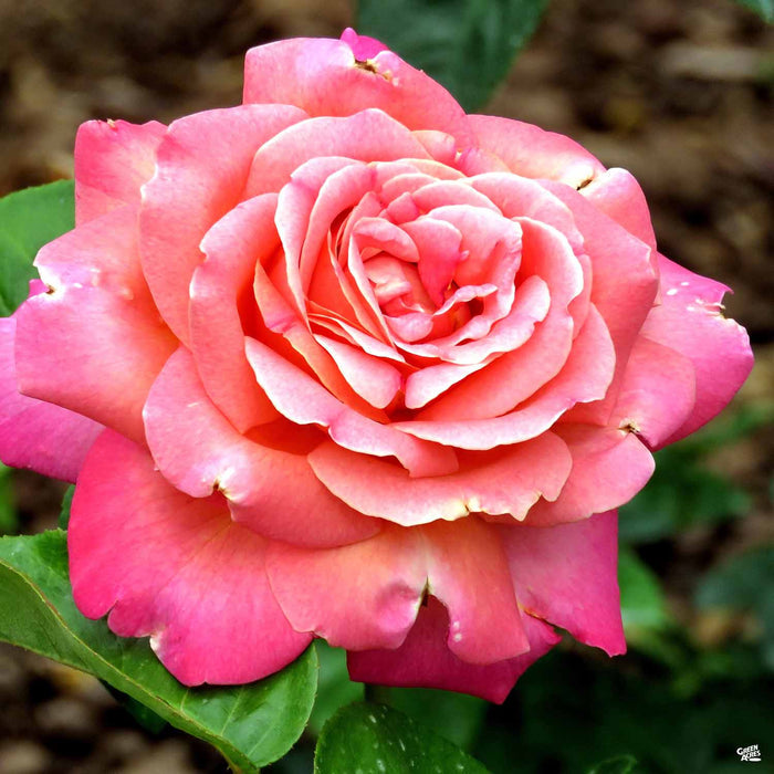 Chicago Peace Hybrid Tea Rose
