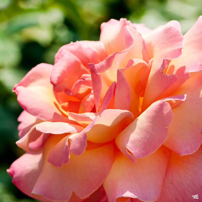 Chicago Peace Hybrid Tea Rose