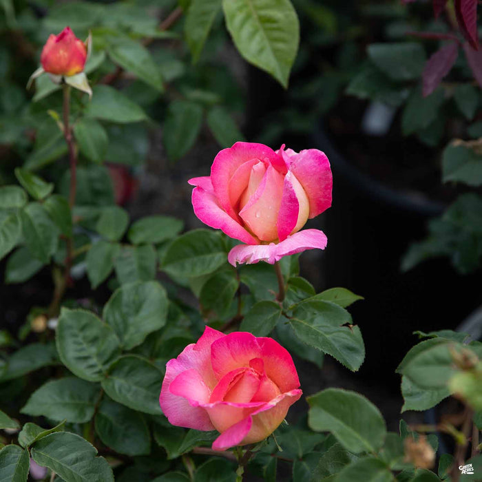 Chicago Peace Hybrid Tea Rose