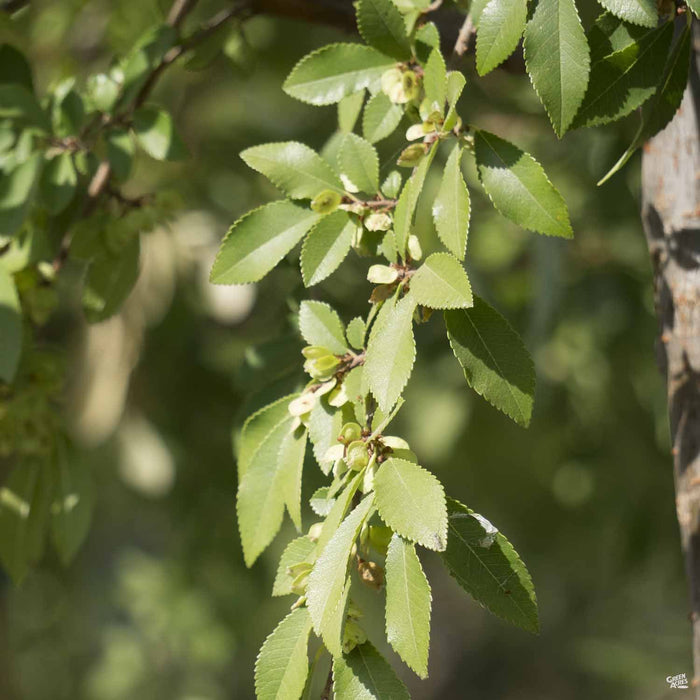 Elm 'Drake' Closeup