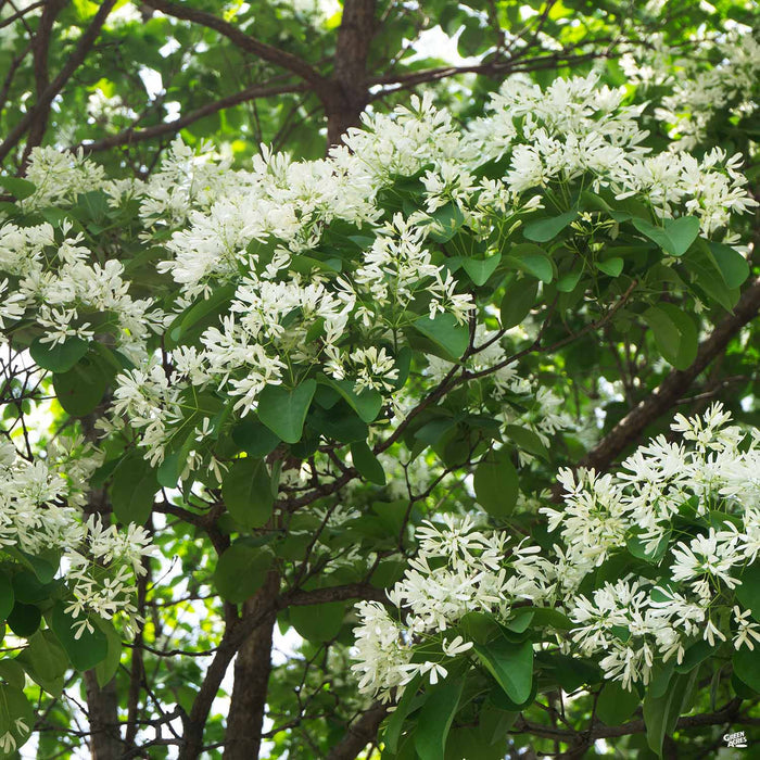 Chinese Fringe Tree