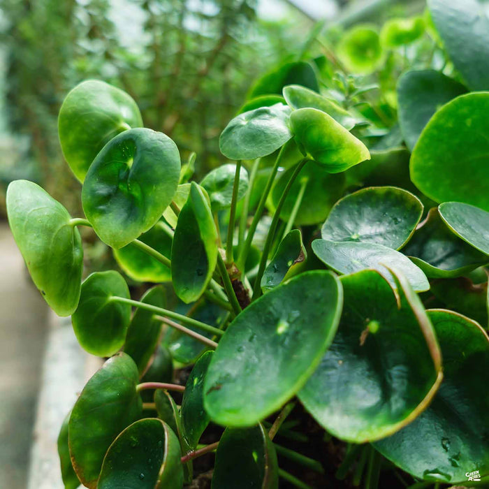 Chinese Money Plant