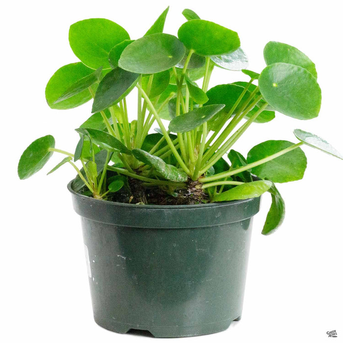 Chinese Money Plant 6 inch