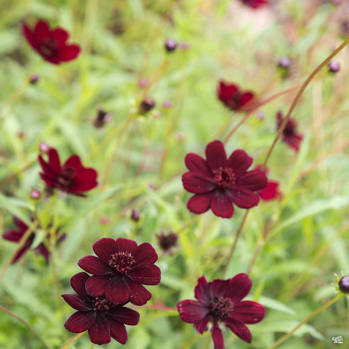 Chocolate Cosmos