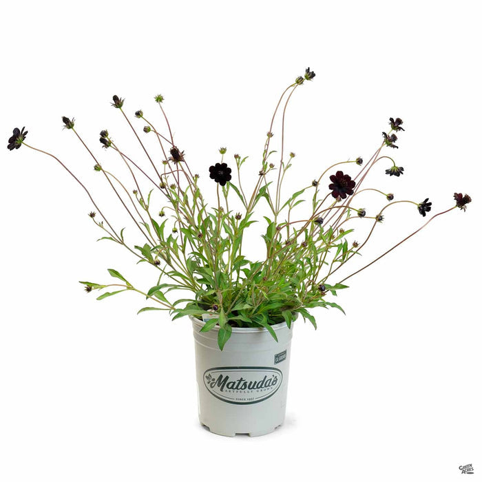Chocolate Cosmos 1 gallon