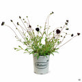 Chocolate Cosmos 1 gallon