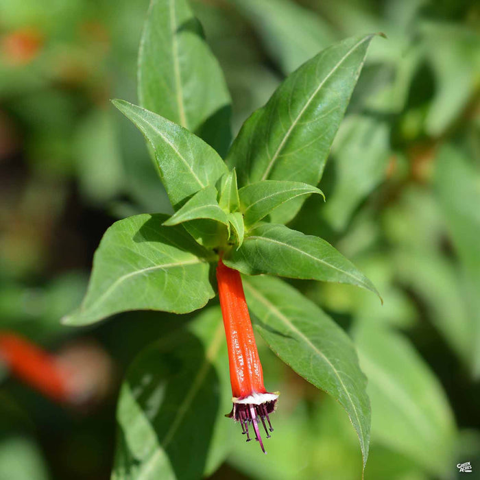 Cigar Plant