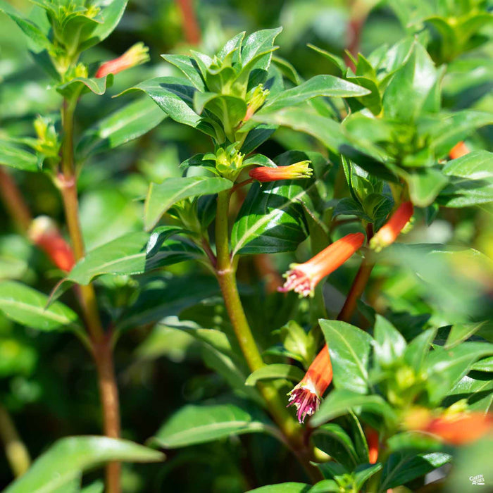 Cigar Plant