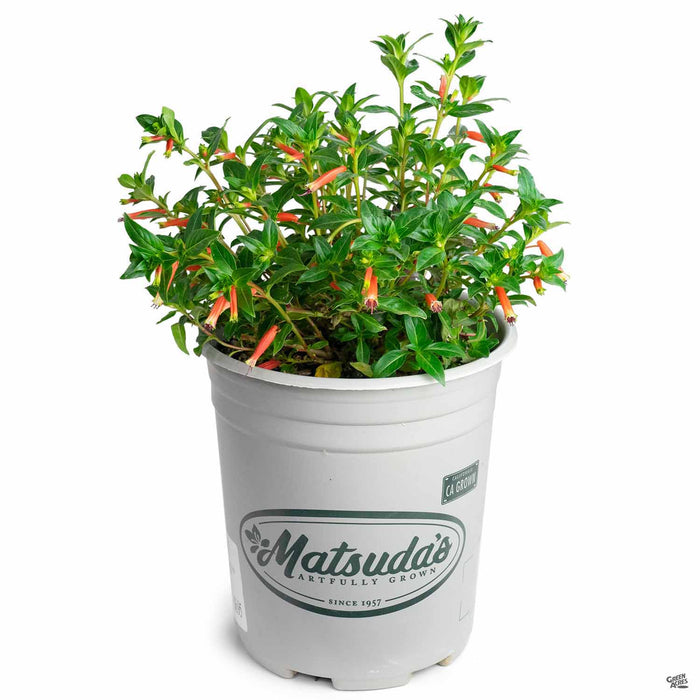 Vermillionaire Firecracker Plant 1 gallon Matsudas