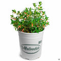 Vermillionaire Firecracker Plant 1 gallon Matsudas