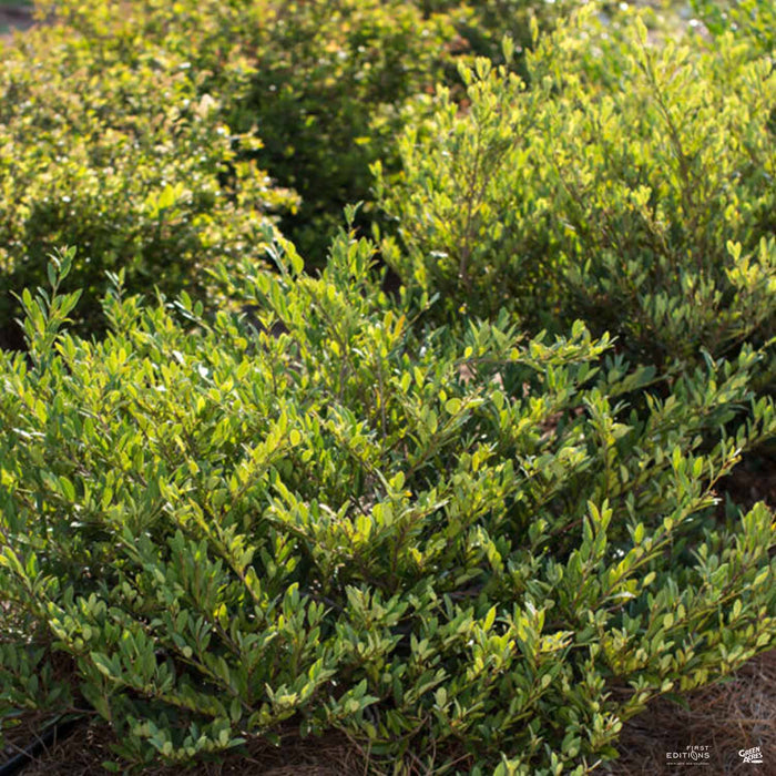 Cinnamon Girl Distylium