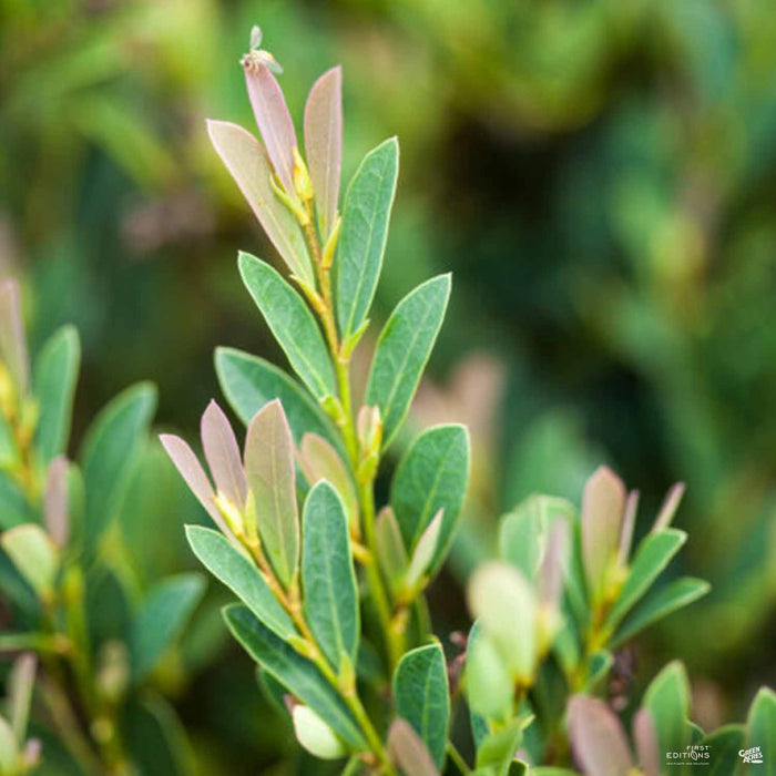Cinnamon Girl Distylium