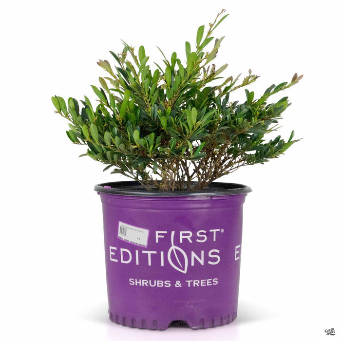 Cinnamon Girl Distylium 3 gallon First Editions
