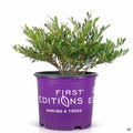 Cinnamon Girl Distylium 03T First Editions