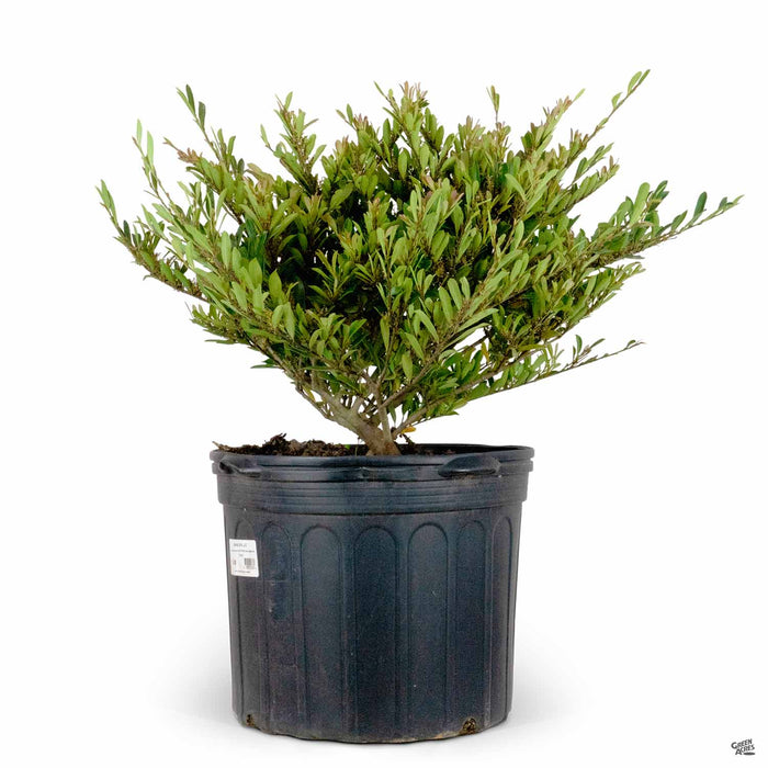 Cinnamon Girl Distylium 7 gallon