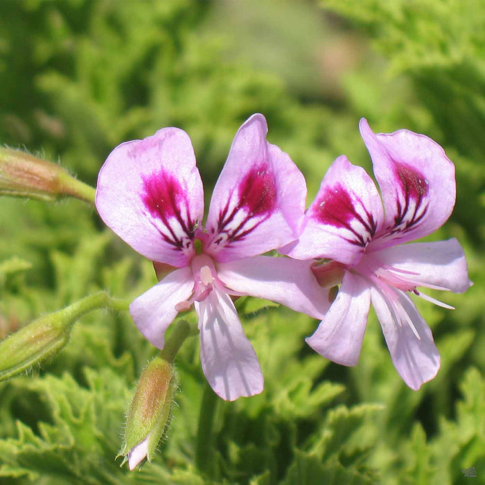Citronella Geranium