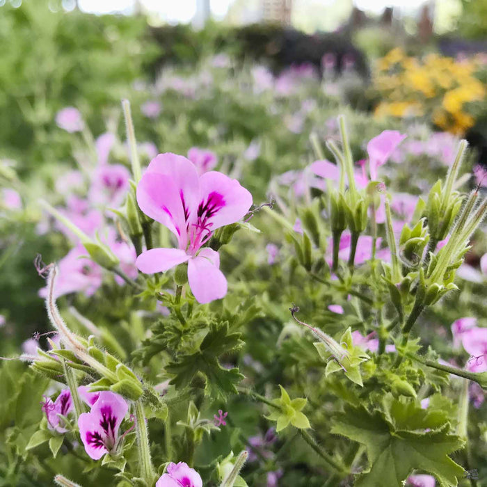 Citronella Geranium