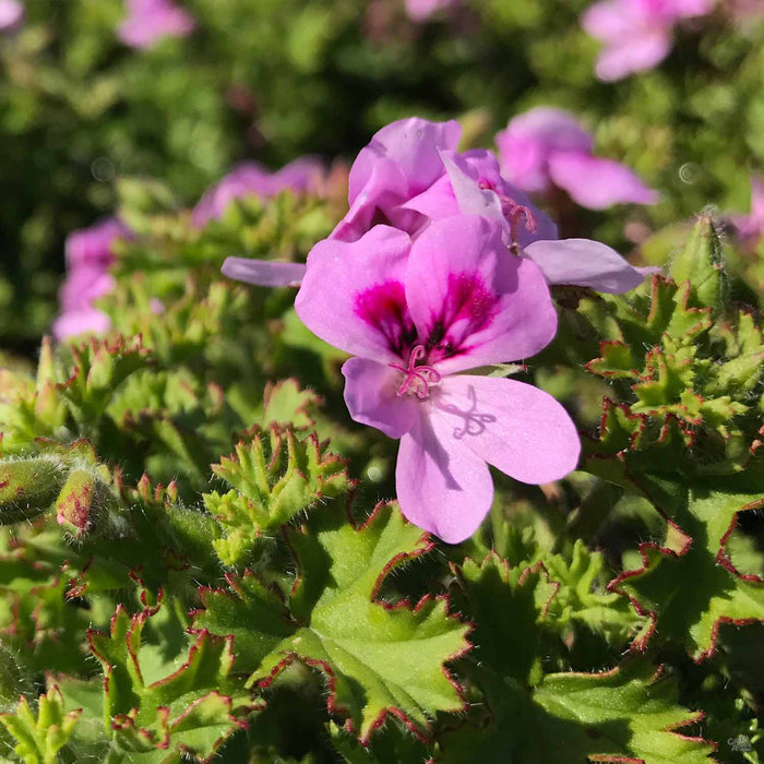 Citronella Geranium