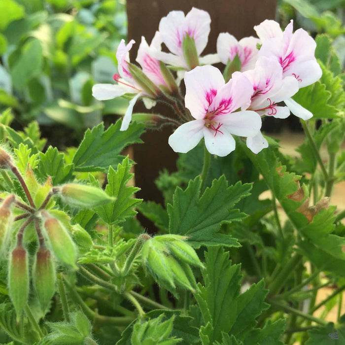 Citronella Geranium