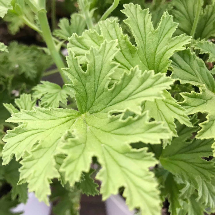 Citronella Geranium