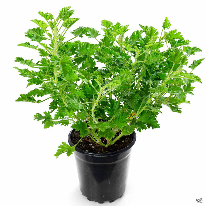 Citronella Geranium 1 gallon