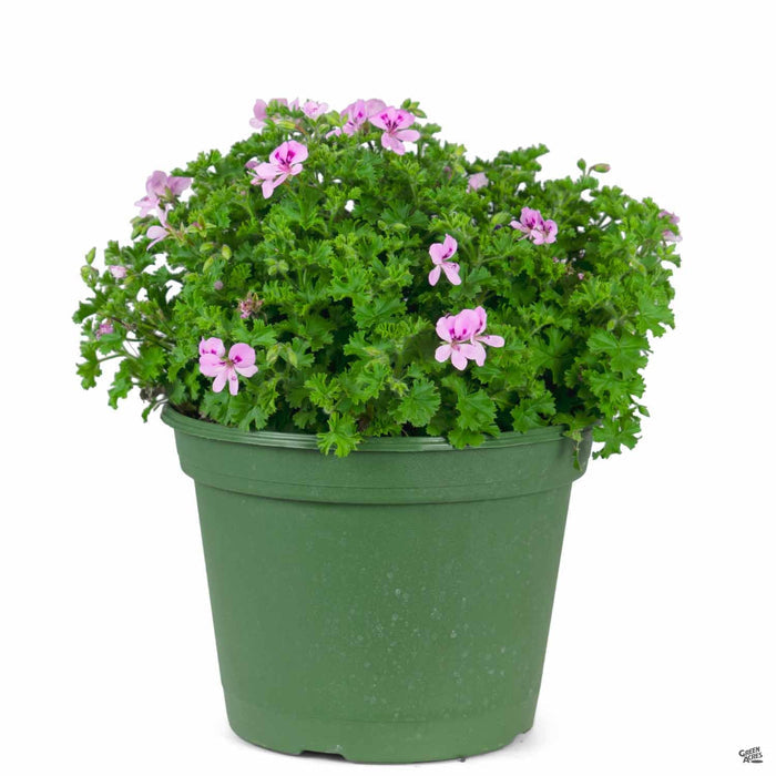 Citronella Geranium 8 inch