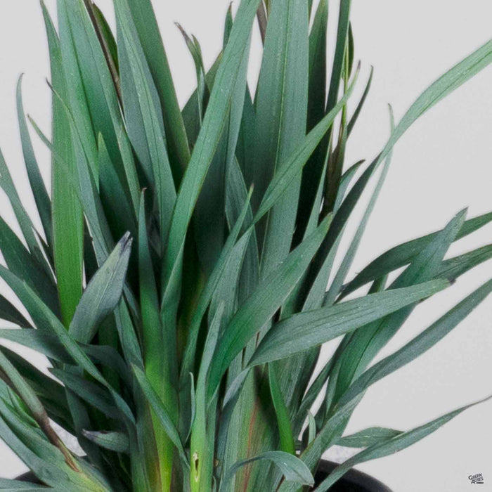 Clarity Blue Dianella