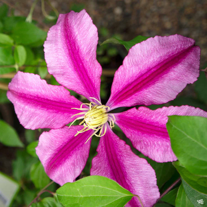 Clematis