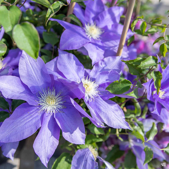 Clematis